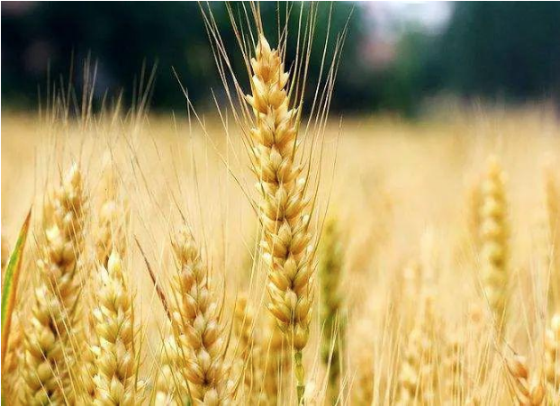 【文韻三星】麥田里的守望者